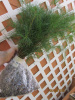 40 White Pine tree Seedlings